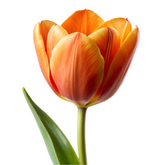 Orange tulip 