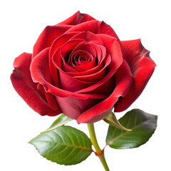 Naklejka premium Rose