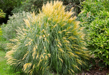 Ornamental green grass with plumes in the garden, abstract background