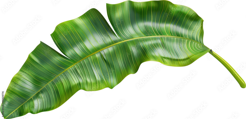 Wall mural Banana leaf isolated on transparent background. PNG