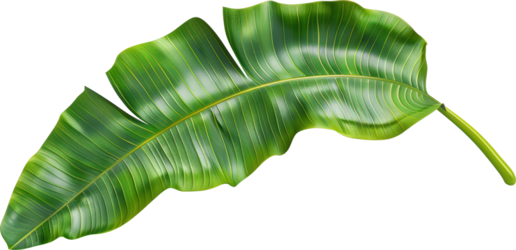 Banana leaf isolated on transparent background. PNG