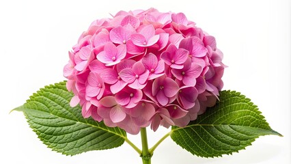Pink hydrangea flower isolated on white background, hydrangea, pink, flower, isolated, white background, bloom, botanical