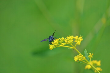 幸せを運ぶブルービー　夏　（高知県　三原村）