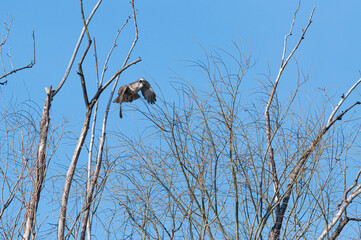 Hawk