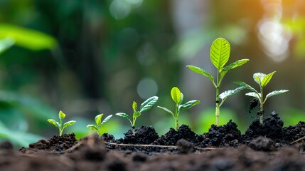 Close-up of young plants growing in soil, representing growth, nature, and the lifecycle concept with a soft natural background.