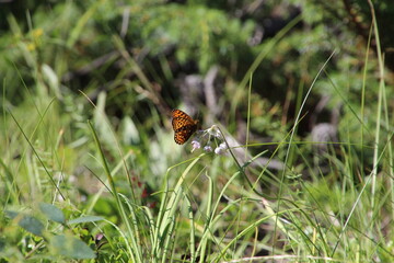 Argynne cybele butterfly on flower