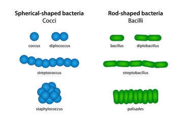 Spherical-shaped bacteria (cocci) and Rod-shaped bacteria (bacilli)