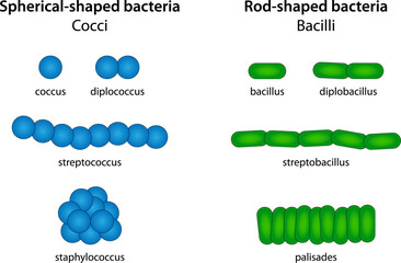 Spherical-shaped bacteria (cocci) and Rod-shaped bacteria (bacilli)