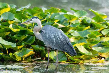 Great Blue Heron