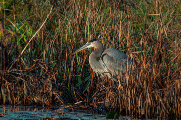Great Blue Heron