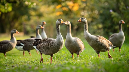 Obraz premium A Flock of Geese Grazing in a Lush Meadow