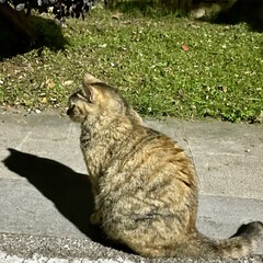 cat on the ground © Jian