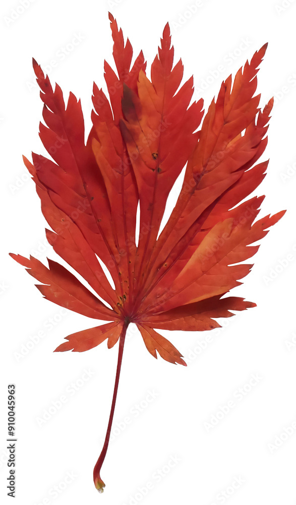 Wall mural red autumn maple leaf isolated on transparent background. natural fall graphic element, single objec