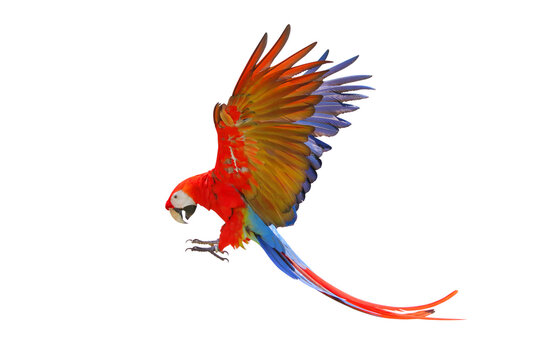 Colorful flying Scarlet Macaw parrot isolated on transparent background png file