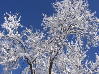 snow covered tree