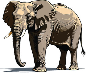 Elephant Animal isolated or elephant illustration. 