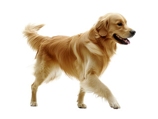 A golden retriever dog running happily with a joyful expression, its fur flowing, captured in motion against a plain white background.