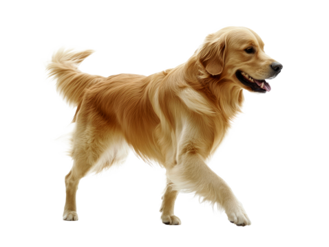 A golden retriever dog running happily with a joyful expression, its fur flowing, captured in motion against a plain white background.