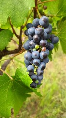 Grapes on site