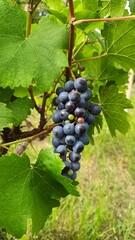 Grape vine