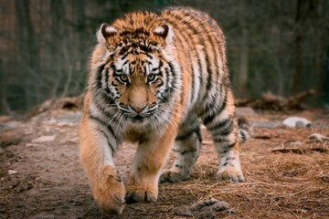 a young Siberian tiger sneaks up and hunts me
