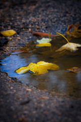 yellow leaves on the water in autumn