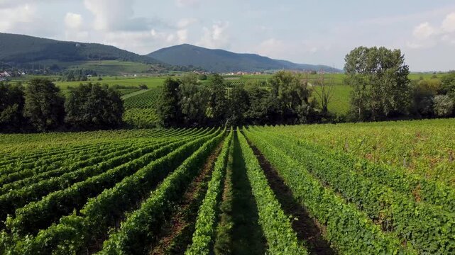 Kamerafahrt durch Weinreben
