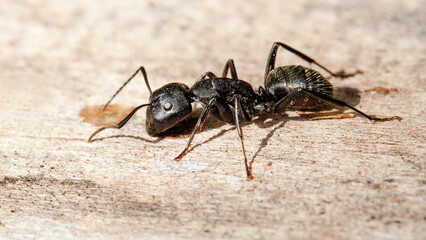 ant on the ground