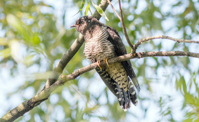 red tailed hawk perched on a branch