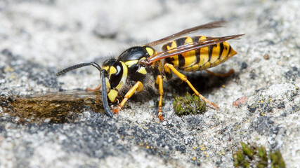 wasp on the ground