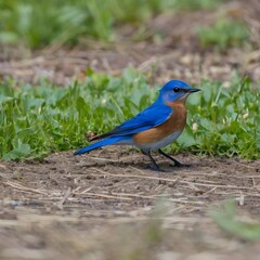 Fototapeta premium beautiful bluebird on the ground