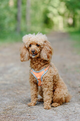 red poodle walks in park with owner, red dog sitting on ground, green trees in background, dogwalking concept, vertical