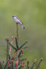 mâle pie grièche écorcheur