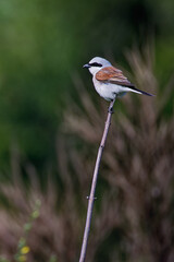 mâle pie grièche écorcheur