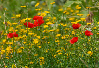 flower, red, white, poppy, opium, sleeping bulb, drug,