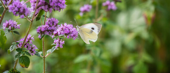 white butterfly on purple wild flowers