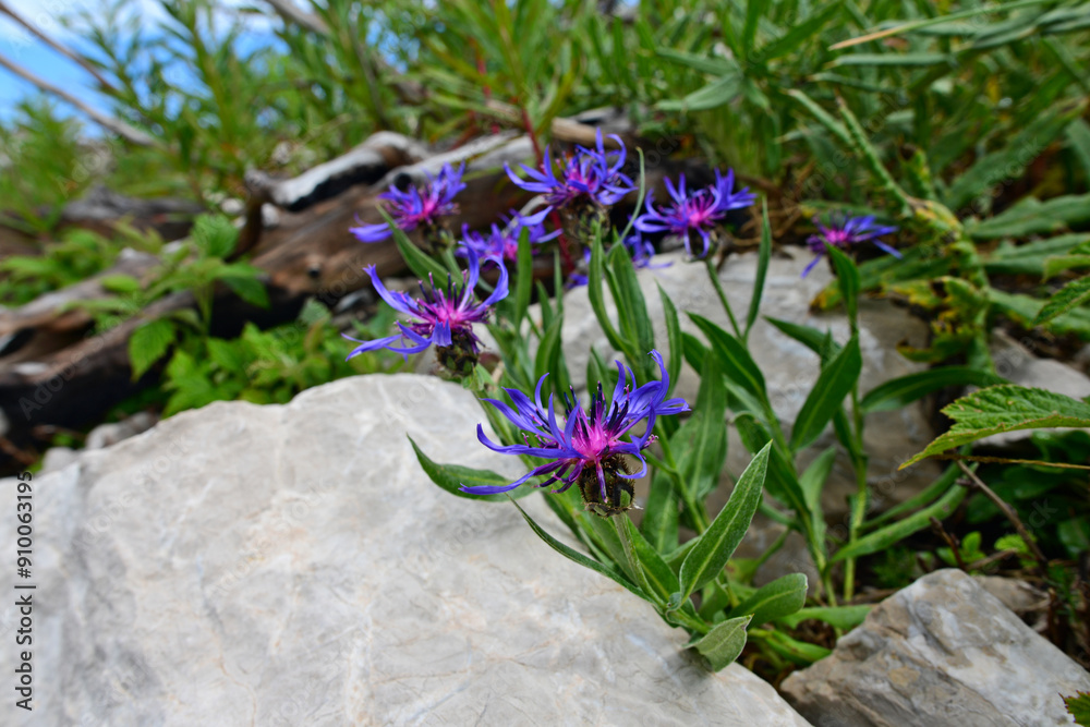 Sticker Berg-Flockenblume // Mountain cornflower (Cyanus montanus) - Blidinje Naturpark, Pločno (Čvrsnica), Ledovec, Bosnien-Herzegowina