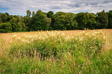 Obraz premium Meadowsweet Wildflowers in Plessey Woods Meadows, part of the Country Park situated midway between Cramlington and Bedlington in Northumberland, consisting of Woodland, Meadows and Riverside areas