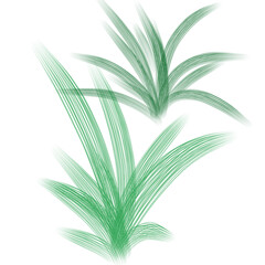 palm tree leaf