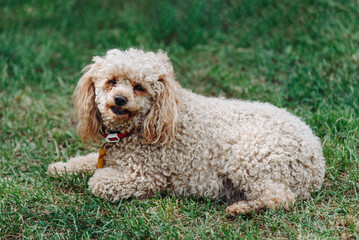 red poodle lying on green grass in park in sunny summer day, dogwalking concept