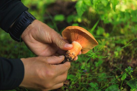 Hands picking mushroom in forest