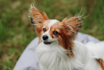 red and white papillon dog sitting on gray armchair bag on green grass in park in sunny summer day, looking at owner, dogwalking concept