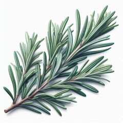 Fototapeta premium rosemary branch isolated on white or transparent 