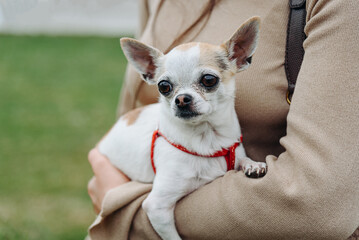 red and white chihuahua dog sitting on owner hands at walk in park in sunny summer day, dogwalking concept
