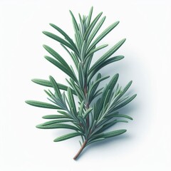Fototapeta premium rosemary branch isolated on white or transparent 