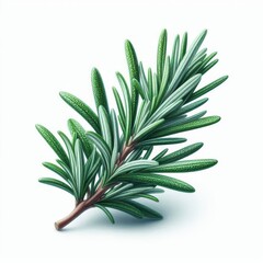Fototapeta premium rosemary branch isolated on white or transparent 