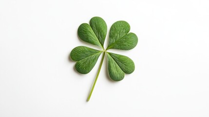 Four-Leaf Clover on White Background