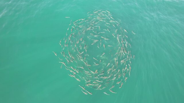 Cardume de peixes tainhas nadando no mar