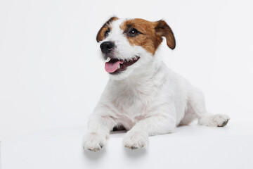 Portrait happy puppy of Jack Russell Terrier on gray background. Free space for text. Wide angle horizontal wallpaper or web banner. 