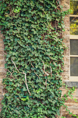 ivy covered wall